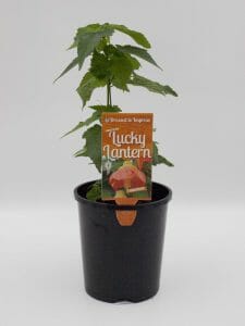 A young Abutilon 'Lucky Lantern Tangerine' tree sapling in a 6" pot, accompanied by a "lucky lantern" label displaying a pumpkin illustration.