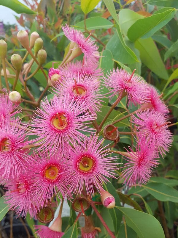 A cluster of vibrant pink Corymbia 'Summer Glory' Grafted Gum 8" Pot flowers in bloom with visible green leaves in the background.