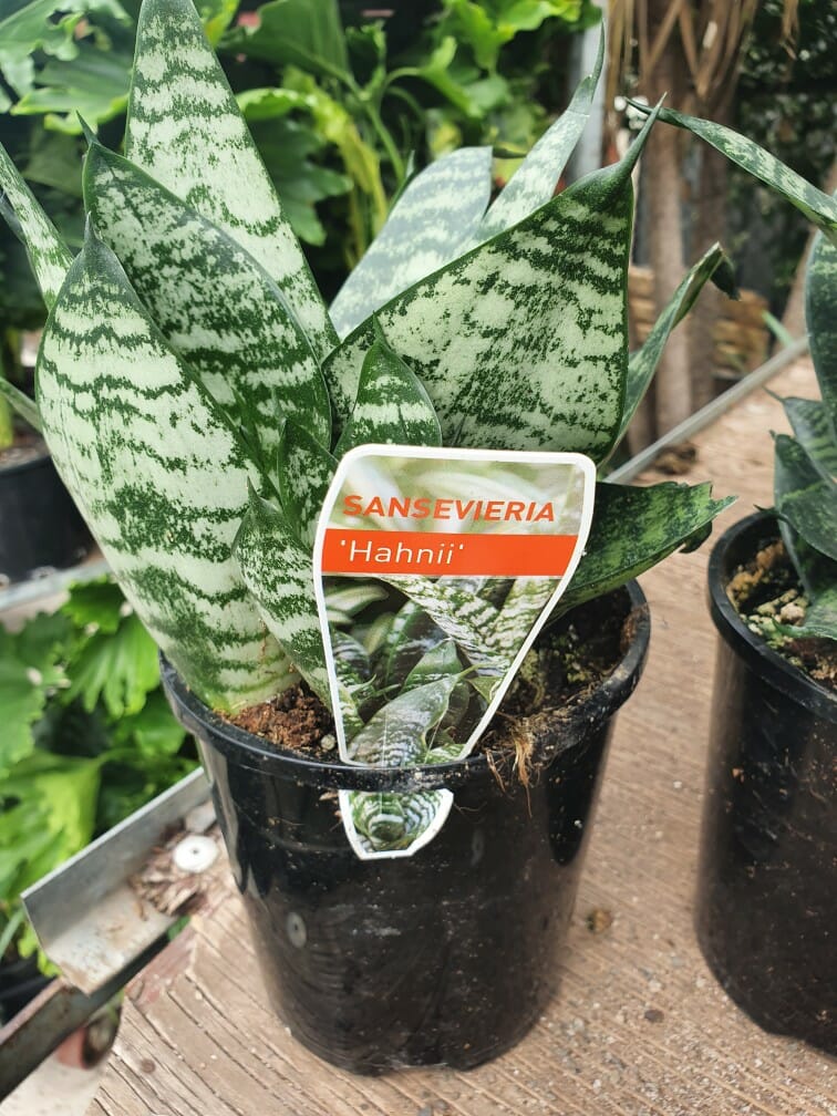 Sansevieria 'Hahnii' Snake Plant 6" Pot