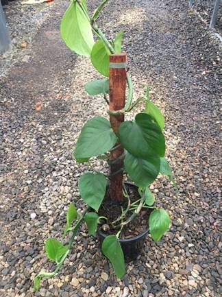 Epipremnum 'Devil's Ivy' Totem 7" Pot