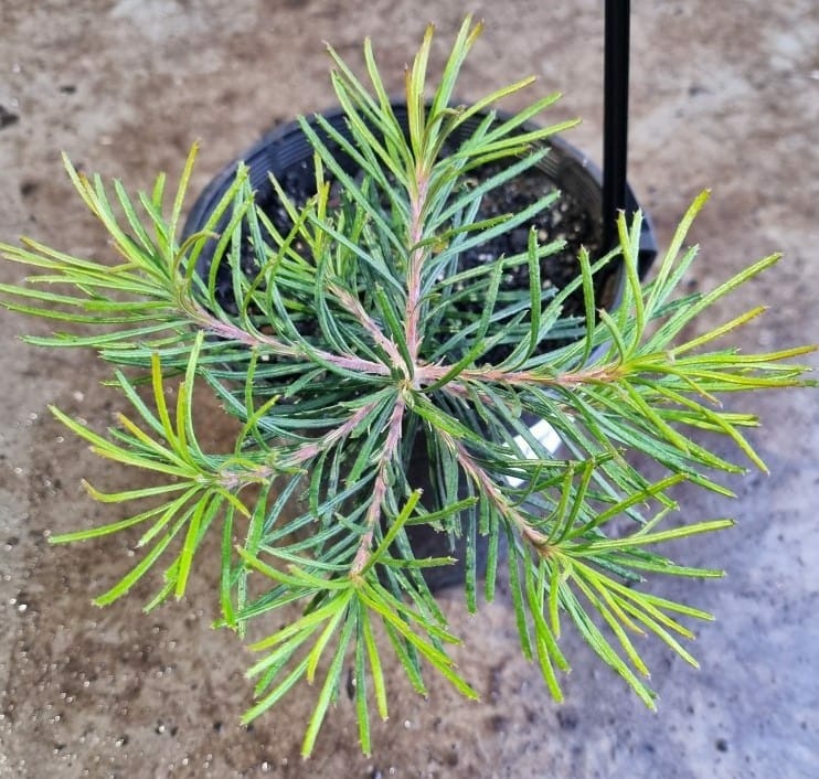 Banksia 'Birthday Candles' 6" Pot