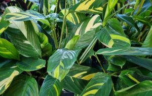 The Ctenanthe lubbersiana 'Golden Mozaic' in an 8" pot thrives with beautifully variegated yellow patterns on its leaves.
