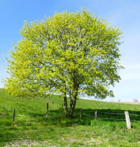 An Acer 'Common Field' Maple stands alone in a grassy field next to a wooden fence, with blue sky in the background.
