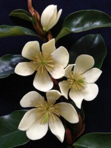 A cluster of white Magnolia 'Cinderella' 8" Pot flowers with glossy green leaves on a dark blue background.
