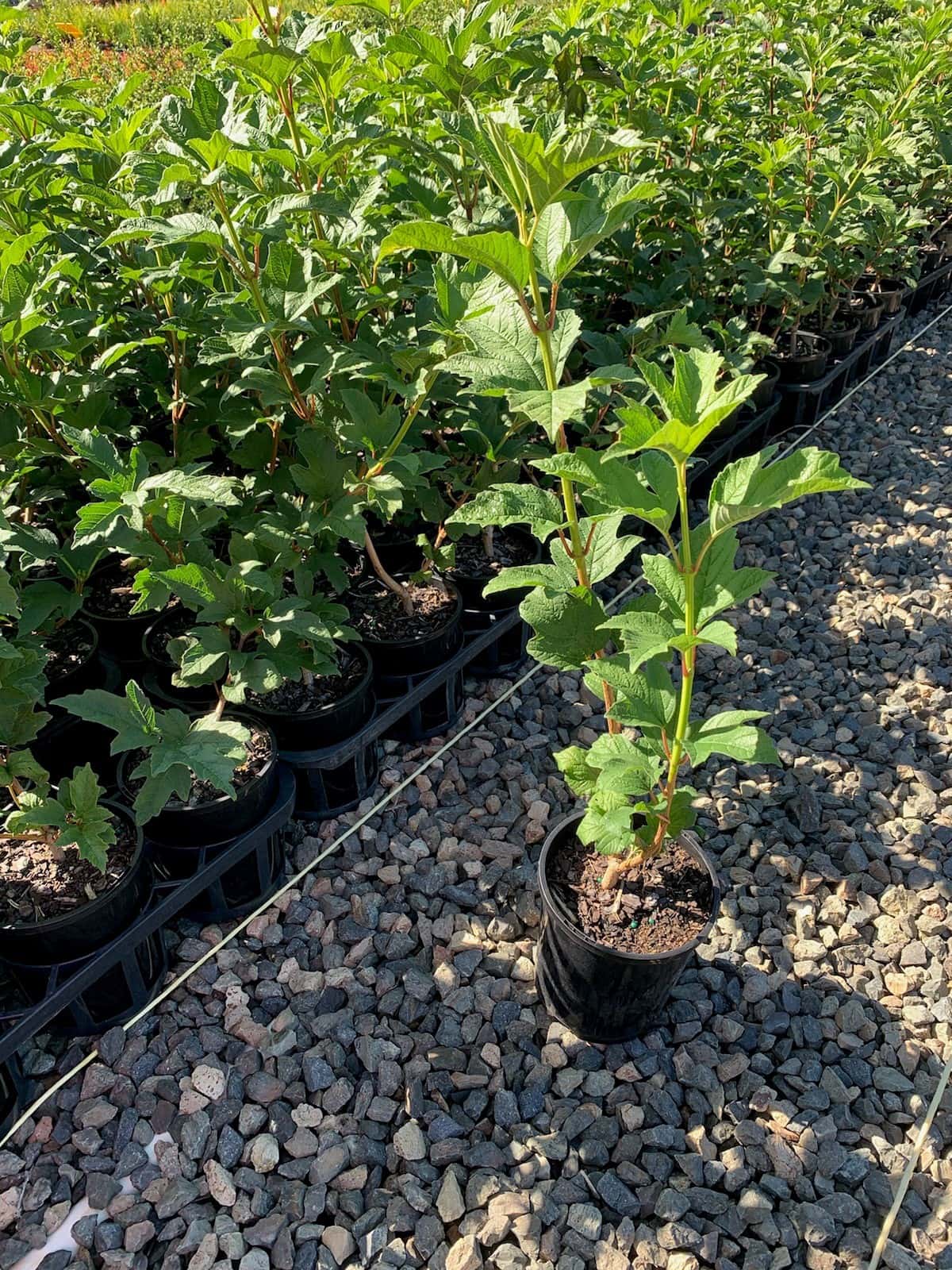 Viburnum 'Snowball Bush' 6" Pot