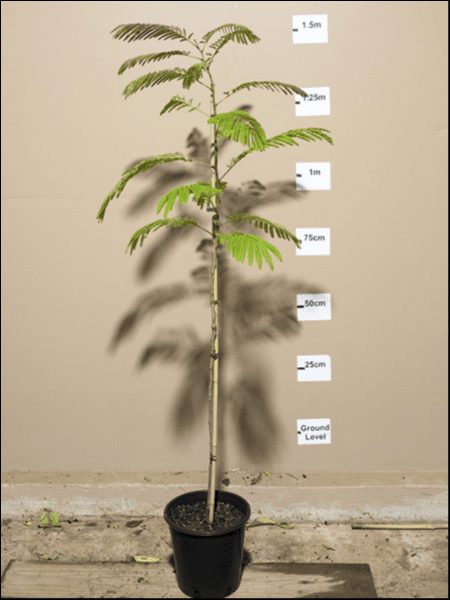 A young Albizia 'Persian Silk Tree' 10" Pot stands against a beige wall with height markers in increments from ground level to 1.5m.