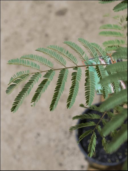 Close-up of a fern-like plant with green, segmented leaves extending from a stem, placed in a small black pot. The appearance is reminiscent of an Albizia 'Persian Silk Tree' 13" Pot's delicate foliage. The background is blurry with a neutral beige color.