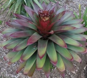 Alcantarea 'Silver Plum' Bromeliad features broad, pointed green leaves with red tones, forming a striking circular rosette. Ideal for outdoor planting in mulch or for display in a 12" pot.