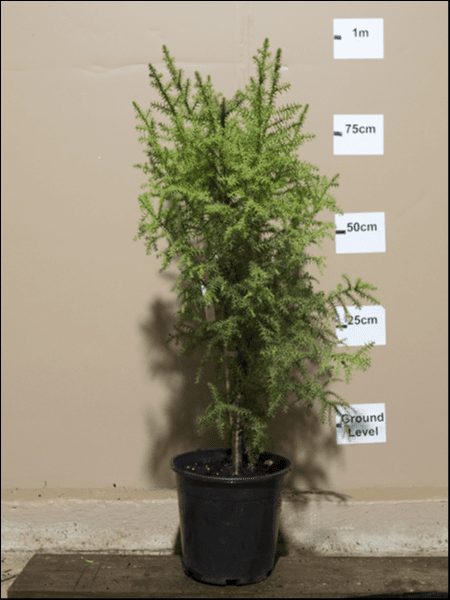A Araucaria 'Hoop Pine' 10" Pot sits against a beige wall with measurement markers. Plant height is approximately 75 centimeters.