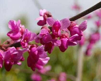 A close-up shot of vibrant pink Cercis 'Chinese Redbud' flowers blossoming on a tree branch, set against a backdrop of softly blurred green leaves.