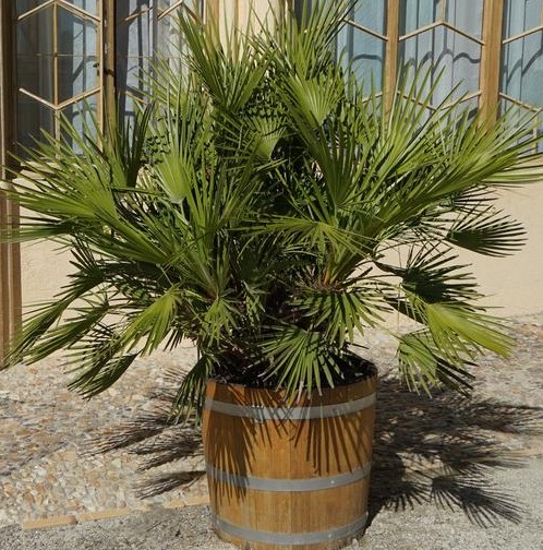Chamaerops humilis European Fan Palms potted in a wine barrel as a plant pot tropical feature palm tree