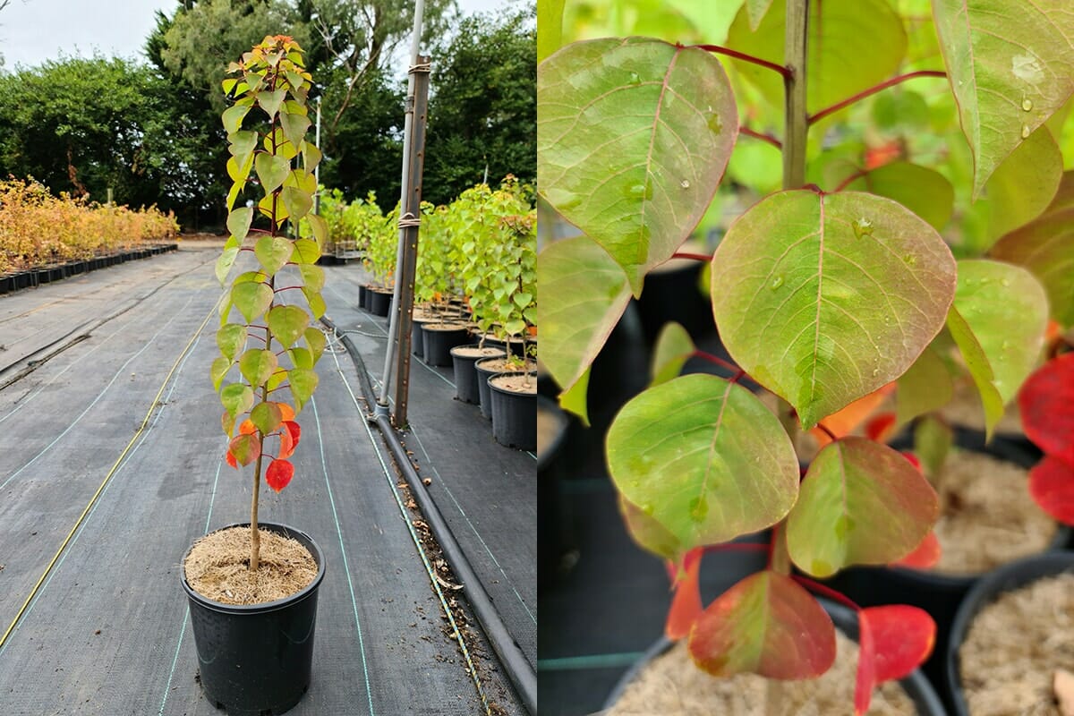 Triadica 'Chinese Tallow' Tree 8" Pot