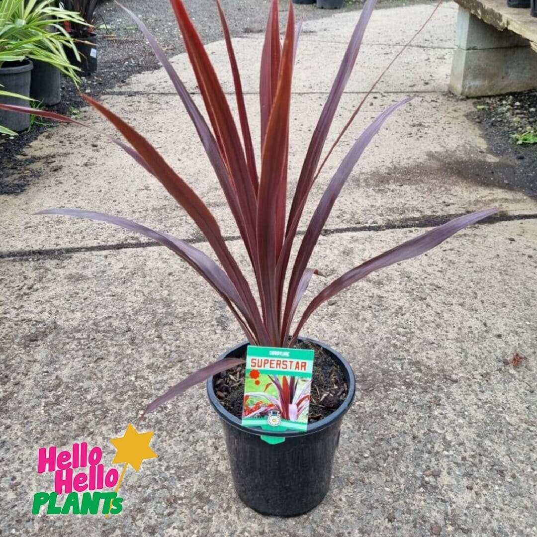 Cordyline 'Superstar' 7" Pot