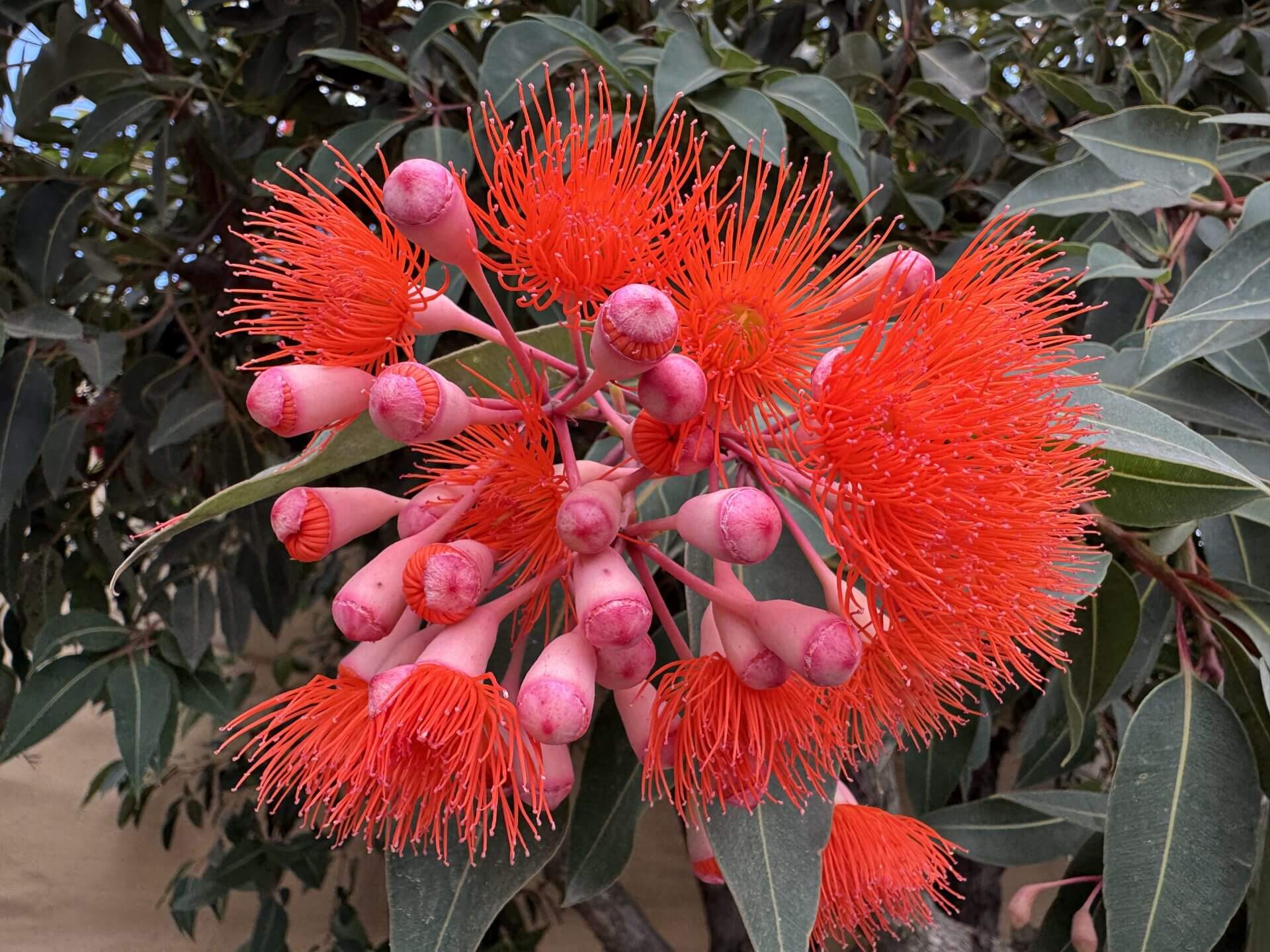 The Corymbia 'Baby Scarlet' Flowering Gum 8" Pot features clusters of bright red blossoms with long thin stamens and pink buds, set among dark green foliage.