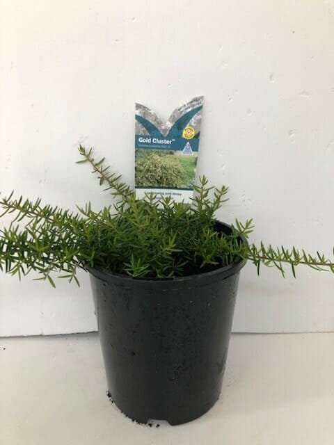 Grevillea 'Gold Cluster' 6" Pot plant with a label, set against a white background.