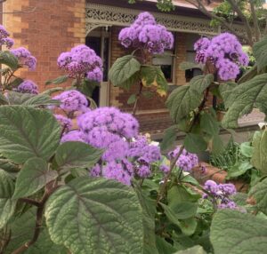Bartlettina 'Purple Mist Flower,' with lush green leaves, blooms beautifully in front of a brick house with a veranda and decorative trim.
