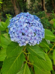 A close-up of a Hydrangea macrophylla 'Blue' bloom with green leaves, set against a blurred outdoor background with trees.