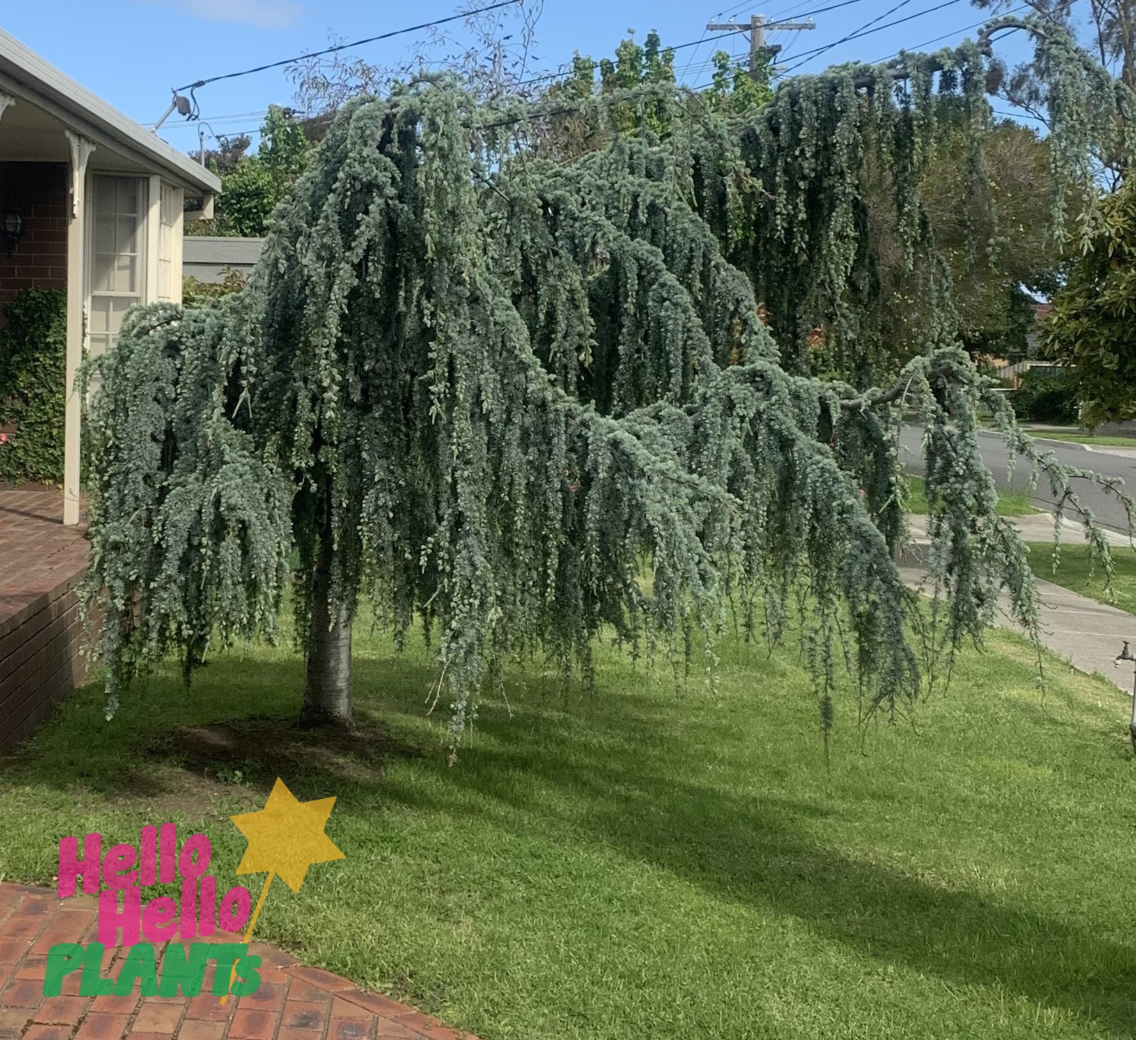 Cedrus 'Blue Atlas Cedar' Weeping 100L Pot