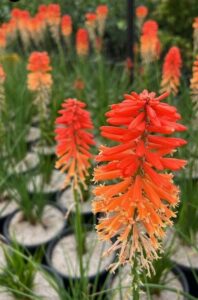 Close-up of vibrant orange and red Kniphofia 'Poco™ Sunset' flowers in pots, with lush green foliage and more of this striking plant blurred in the background.