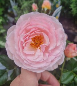 A hand holds a Rose ‘Heritage’ (David Austin) in full bloom, showcasing yellow stamens; blurred green foliage and rosebuds form the background.
