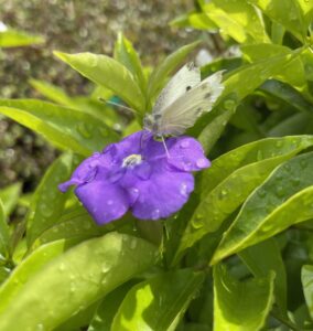 A white butterfly rests on a purple Brunfelsia 'Yesterday, Today and Tomorrow', surrounded by green leaves with water droplets.