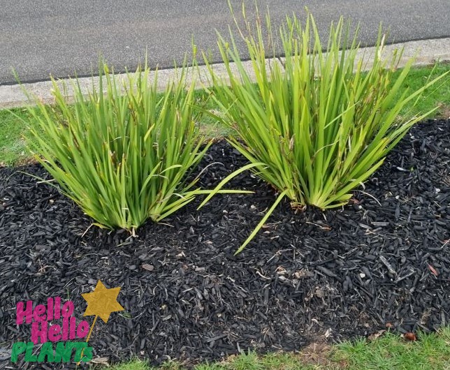 Dietes iridioides 'Butterfly Iris' 6" Pot