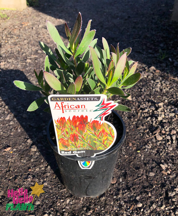 Leucadendron 'Red Gem' 6" Pot