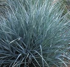A 6" pot of Lomandra 'Savanna Blue™' features thin, spiky greenish-blue leaves.