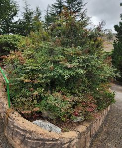 A dense bush with green and reddish leaves grows in a stone-bordered garden bed next to a paved walkway, surrounded by tall coniferous trees and the elegant sprawl of Cedrus 'Blue Cedar' Weeping under an overcast sky.