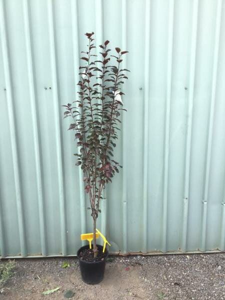 A Prunus 'Nigra' Purple Leaf Flowering Plum in a 10" pot, displaying dark foliage, is placed on gravel in front of a light gray corrugated metal wall.
