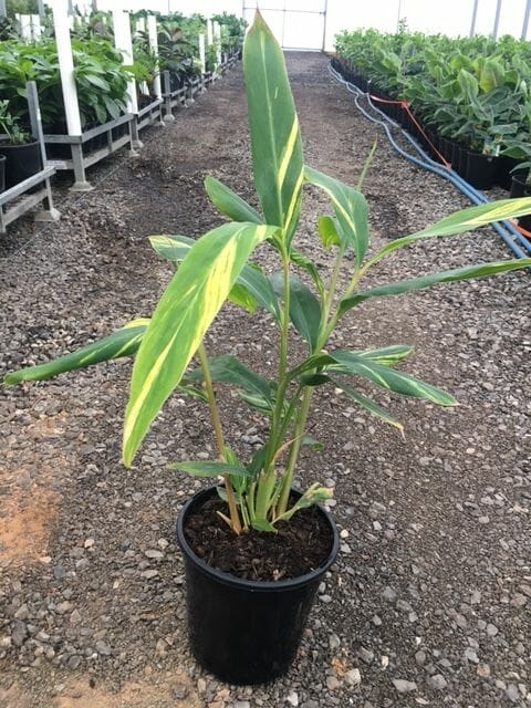 Alpinia 'Variegated Shell Ginger' 8" Pot
