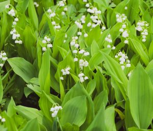 A cluster of lily of the valley with broad green leaves and small white bell flowers pairs beautifully with Geranium 'Rozanne' PBR for a charming garden display.