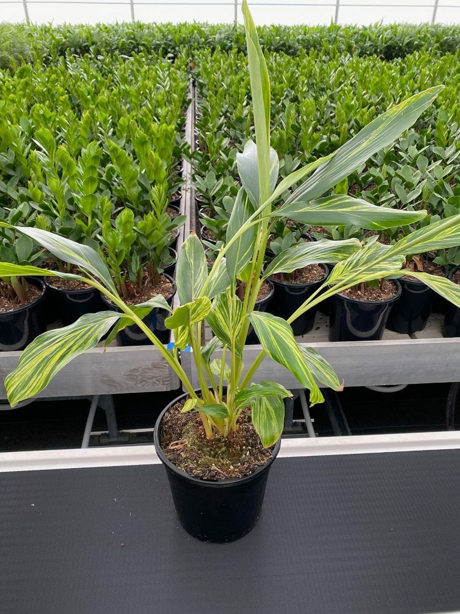 Alpinia 'Variegated Shell Ginger' 8" Pot