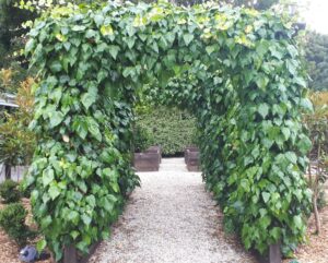 A garden archway covered with dense Hedera 'English Ivy' stands over a gravel path, with raised garden beds visible in the background.