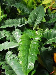 The Philodendron 'Narrow Tiger Tooth' in a 4" pot features glossy green leaves with wavy edges and a rich texture, highlighting their distinctive narrow tiger tooth design.
