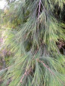 Close-up view of the dense, wispy green foliage featuring long, slender needle-like leaves of an Allocasuarina 'Forest She-Oak' 6" Pot.