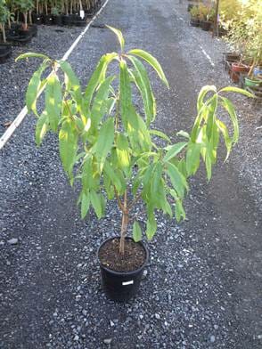Young Prunus 'Anzac' peach tree with green leaves in a Prunus 'Anzac' Peach 8" pot, situated on a gravel path surrounded by other potted plants in a nursery setting.