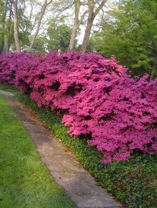 A vibrant display of magenta Azalea 'Charlie' 7" Pot bushes along a winding garden path, bordered by lush green grass and trees.