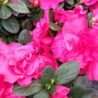 Bright pink Azalea 'Charlie' 7" Pot flowers with dew drops surrounded by green leaves.
