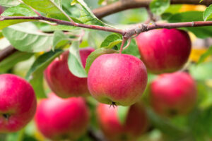 Malus 'Red Delicious' Apple Semi-Dwarf (Bare-Rooted) produces ripe, red apples that hang from tree branches surrounded by green leaves in bright daylight.