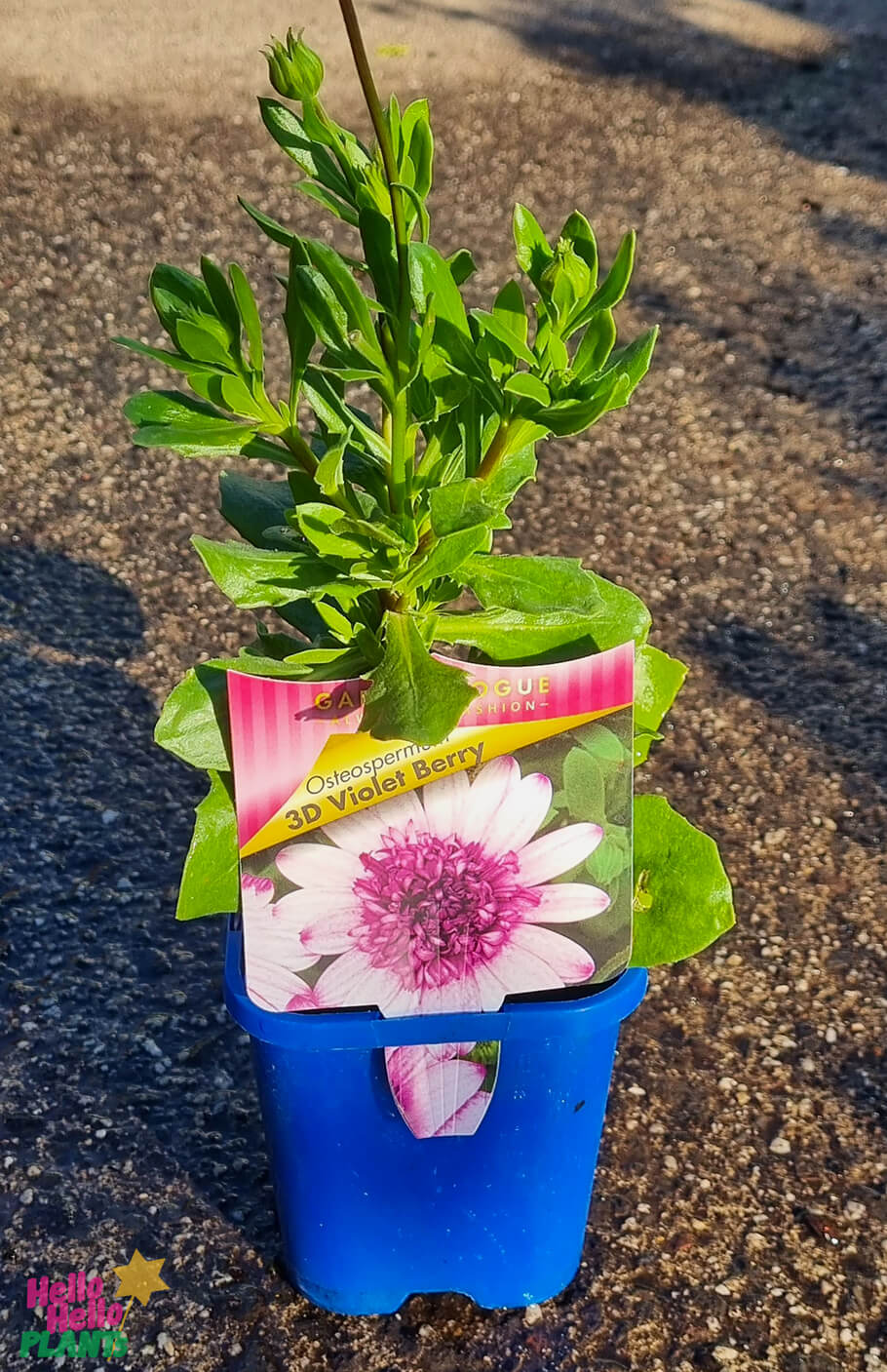 Osteospermum '3D Violet Berry' African Daisy 4" Pot