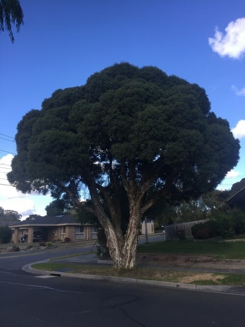 A large, lush Melaleuca 'Snow in Summer' Myrtle tree with a thick trunk and dense canopy laden with snow stands at a street corner, with suburban houses and clear sky in the background.