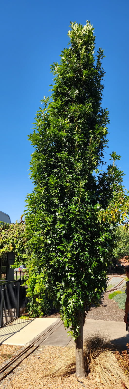 A tall, narrow Quercus 'Green Pillar®' Pin Oak with dense green foliage grows in a landscaped area beside a pathway and black metal fence beneath a clear blue sky.