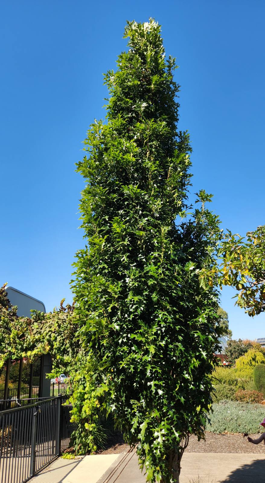 A tall, narrow Quercus 'Green Pillar®' Pin Oak with dense green foliage stands in a landscaped area under a clear blue sky.