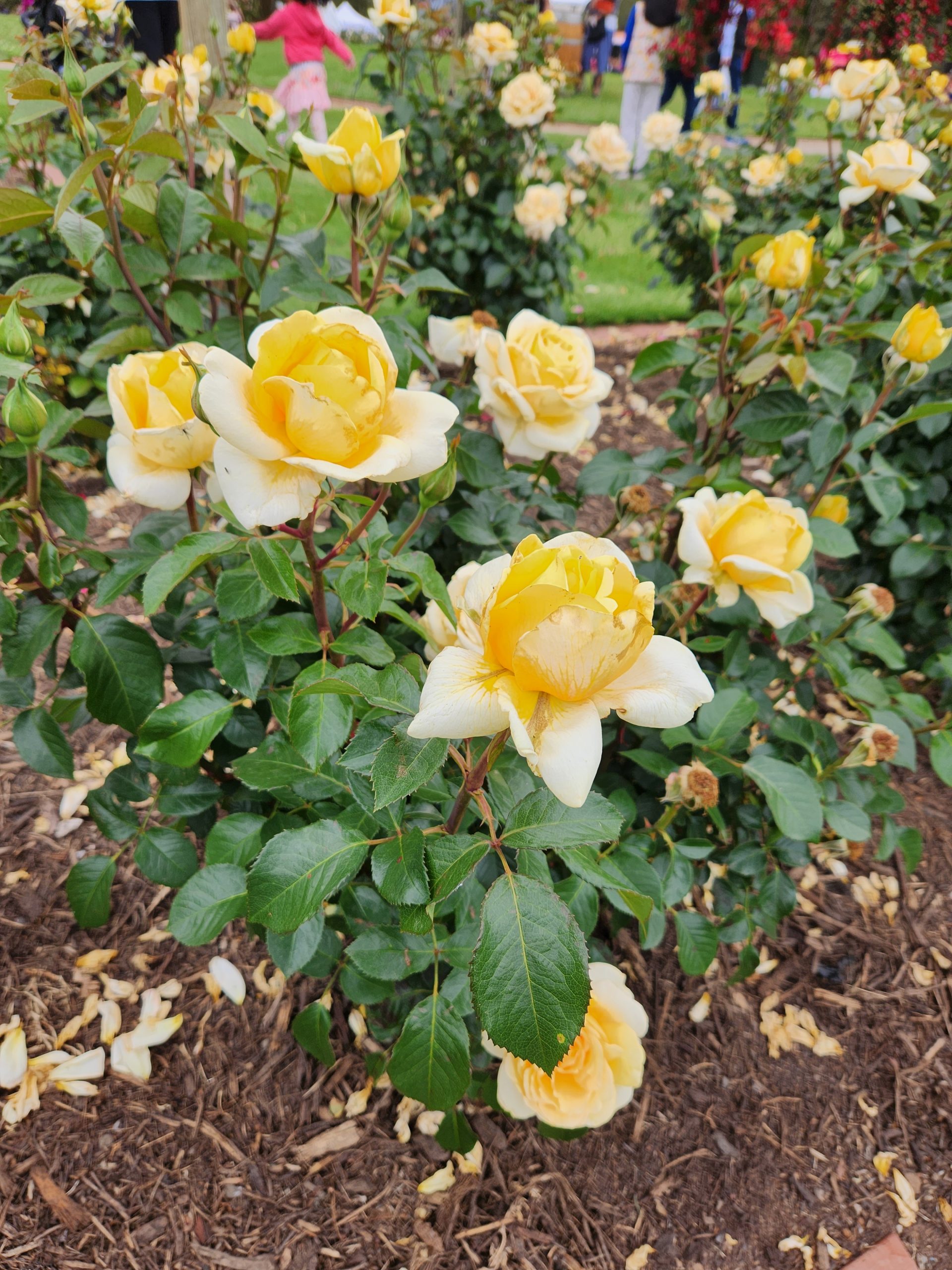 Rose 'Winter Sun' PBR 3ft Standard