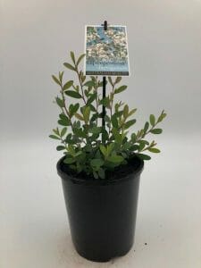 Leptospermum 'Coastal Tea Tree' 6" Pot