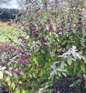 Callicarpa 'BeautyBerry' 8" Pot features clusters of vibrant purple berries and lush green leaves, perfect for outdoor gardens.