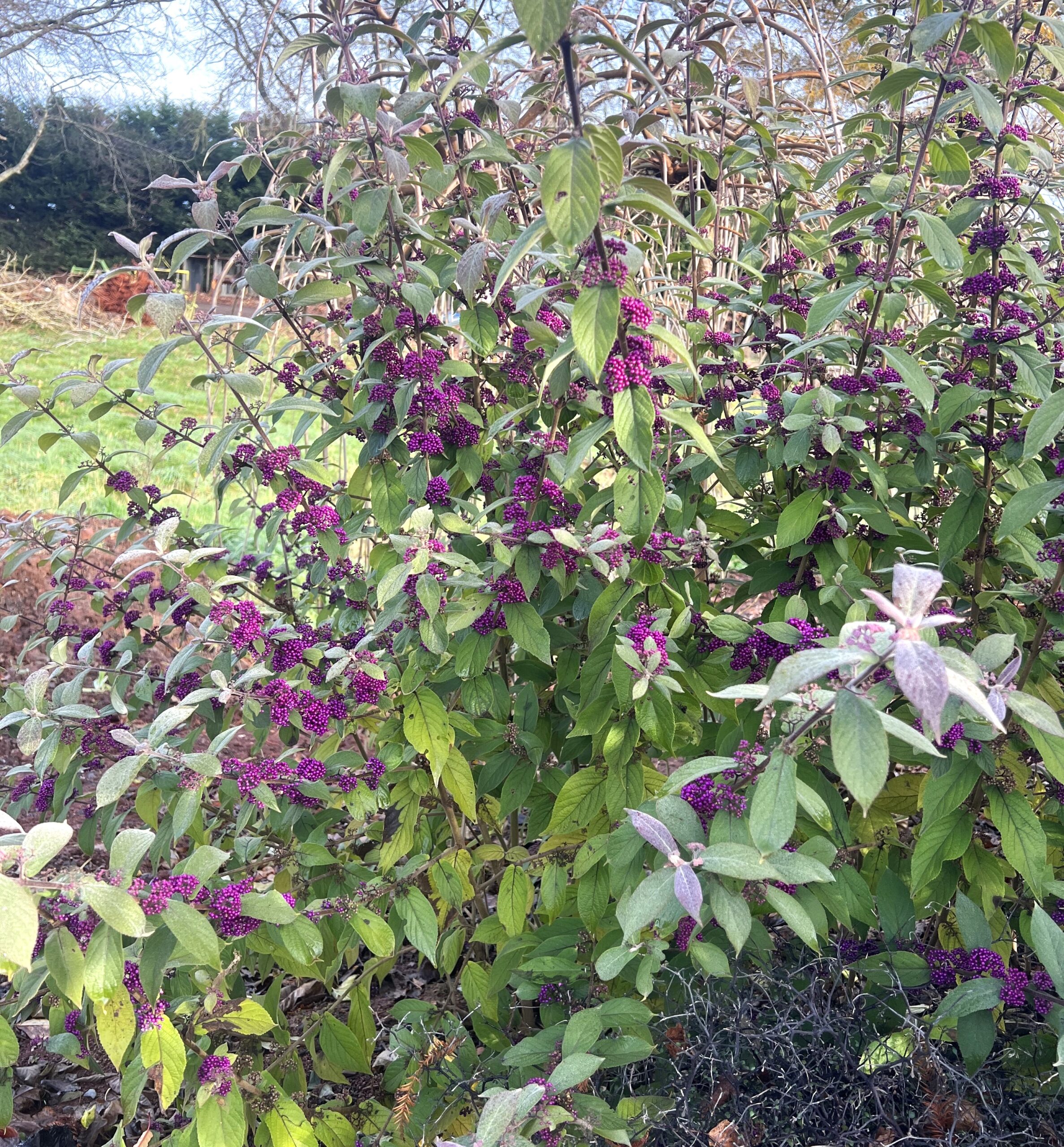 Callicarpa 'BeautyBerry' 8" Pot features clusters of vibrant purple berries and lush green leaves, perfect for outdoor gardens.
