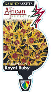 Packaging label for "Leucadendron 'Royal Ruby' 8" Pot" featuring an image of yellow and red leucadendron flowers with a lightning bolt and South African flag.