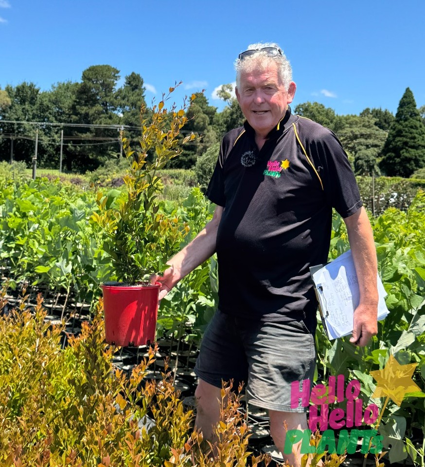A man in a black shirt and shorts cradles an Acmena 'Firescreen' Lilly Pilly 8" Pot at the nursery, amidst lush greenery and vibrant Acmena shrubs, all under a clear blue sky.
